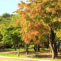 5 Places To Enjoy Autumn Foliage in Seoul